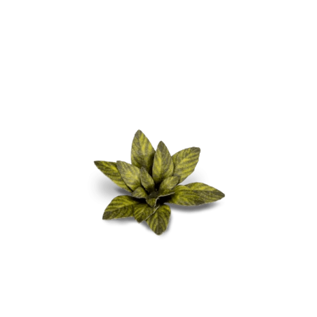 Laser Plants - Dumb Cane