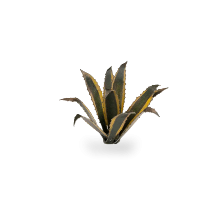 Laser Plants - Agave