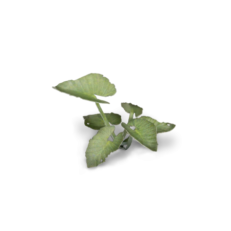 Laser Plants - Elephant Ear