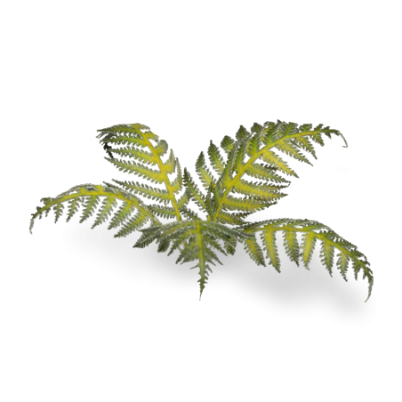 Laser Plants - Bracken
