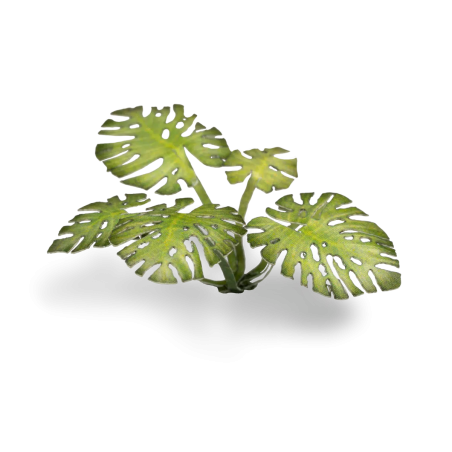 Laser Plants - Monstera