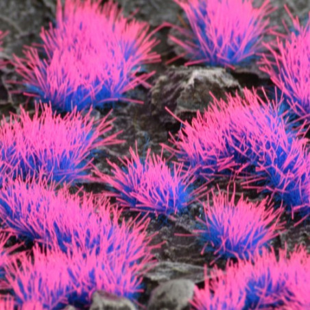Alien Neon 4mm Wild